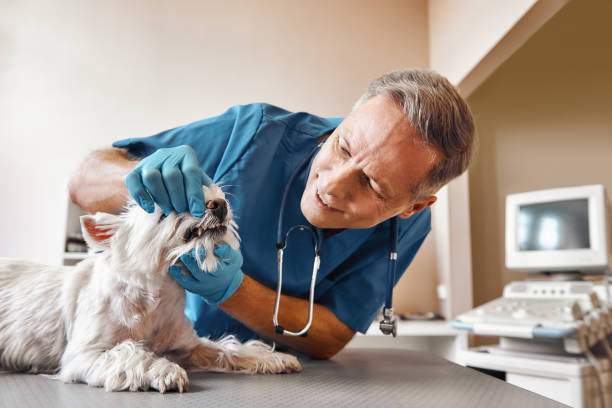 Best Same-Day Emergency Dental Services in Shawneeland, VA
